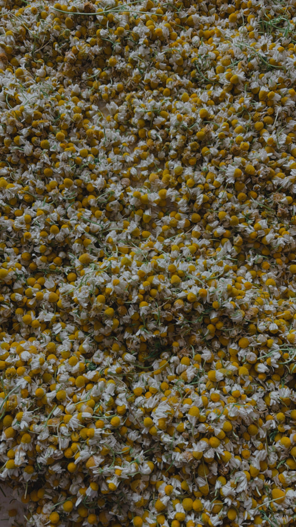 Chamomile + Rose Body Butter
