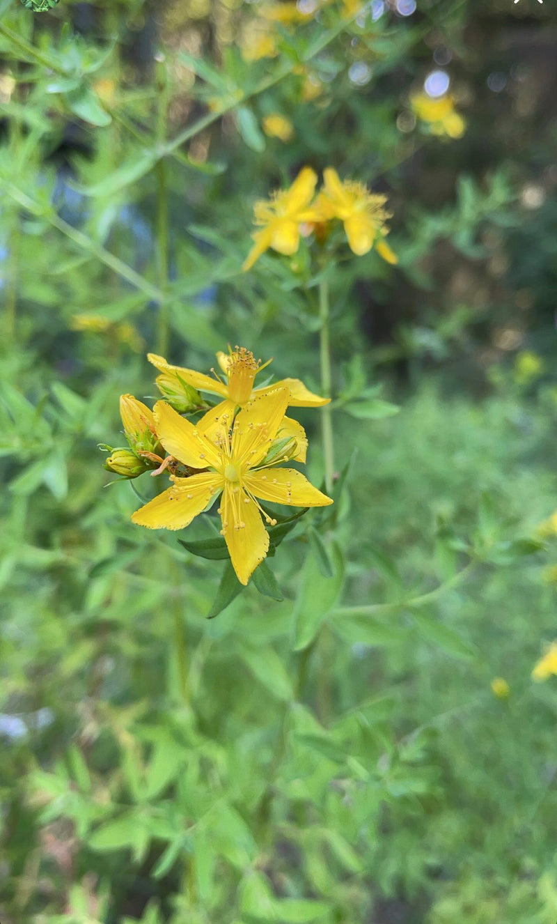 St. John's wort - nerve relief oil