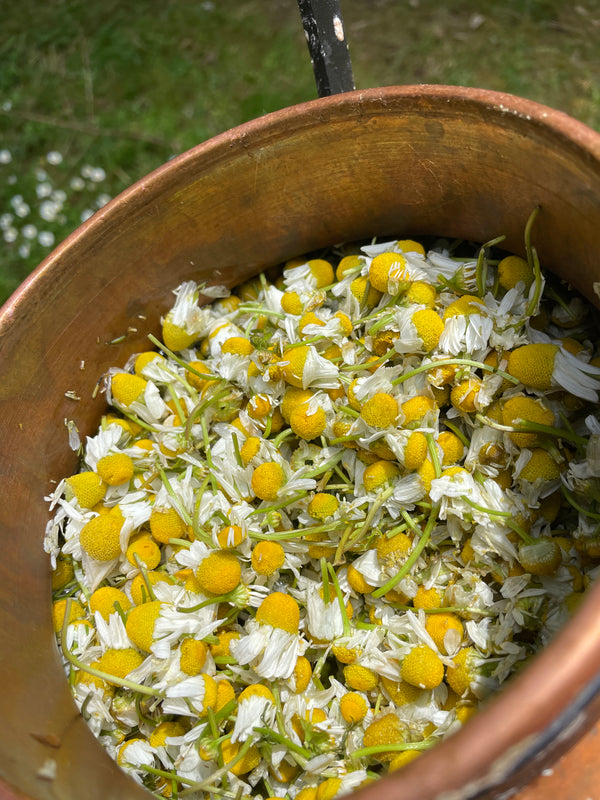 Garden Chamomile Hydrosol