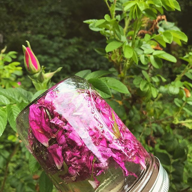 Pure Love~ Rugosa rose + dew elixir