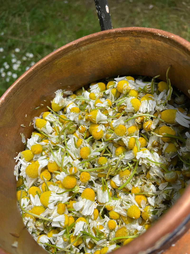 Chamomile + Mallow face cream