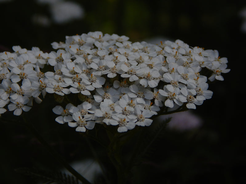 Wildflower~facial serum