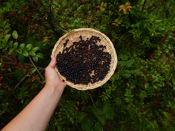 Spiced Huckleberry + Plum Tea