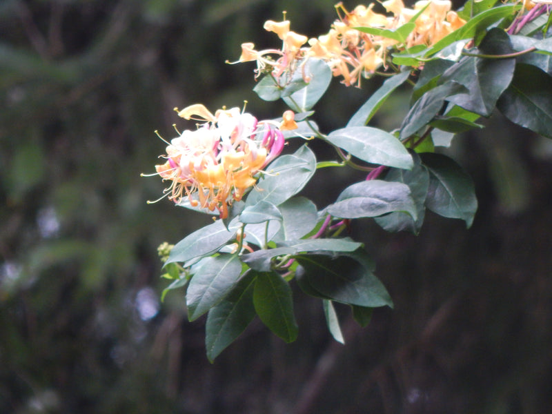 Forest Oxymel