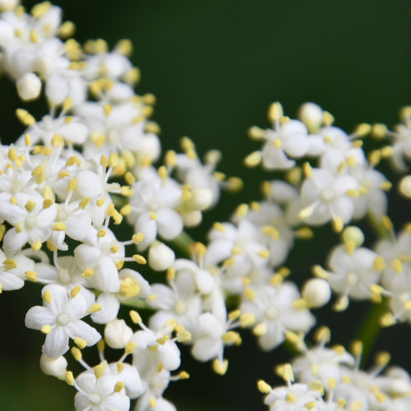 Elderflower + Amethyst Flower Essence