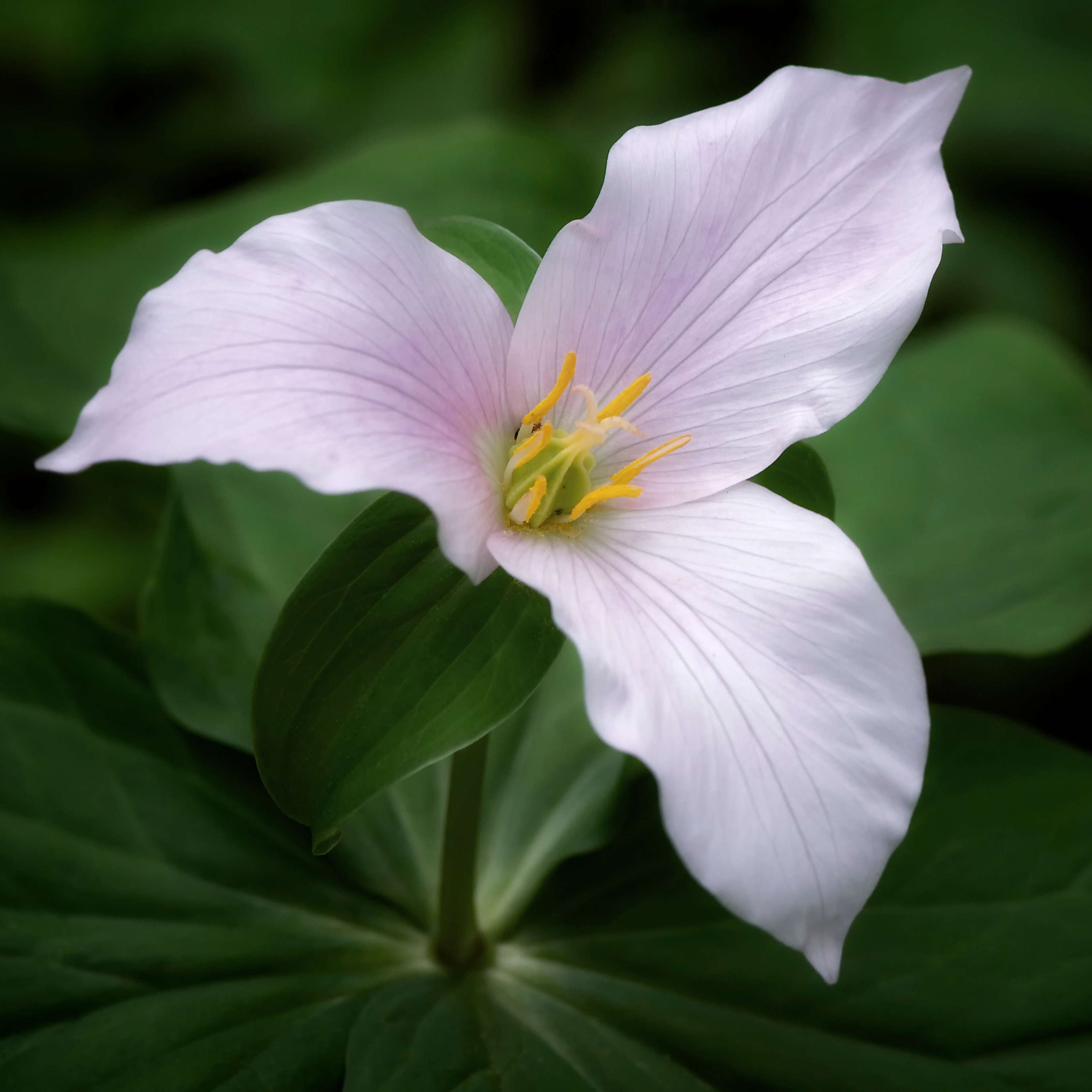 Trillium vibrational essence – Rose and Crown Apothecary