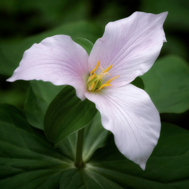 Trillium vibrational essence