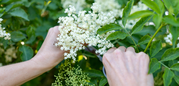 Coast Elderflower~face cream