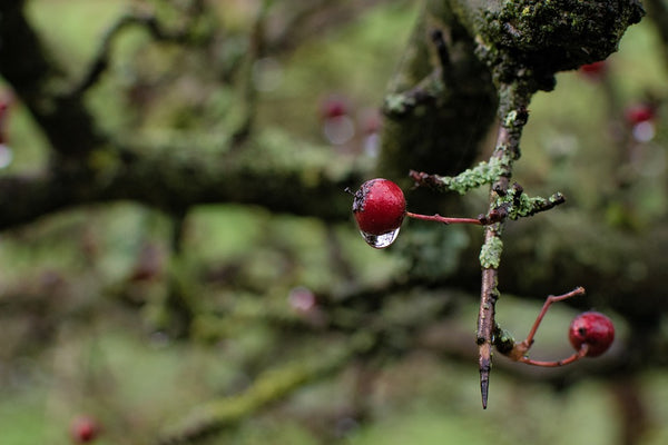 Forest Oxymel