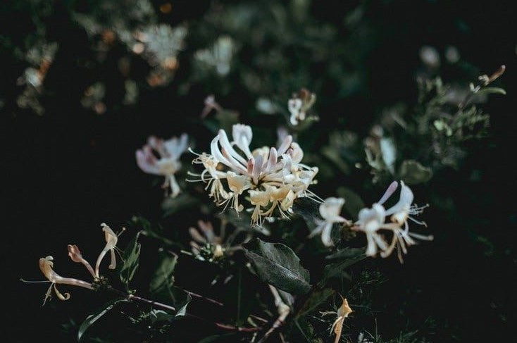 Honeysuckle + Vanilla face cream