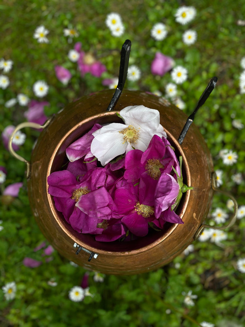 Rugosa Rose Face Cream