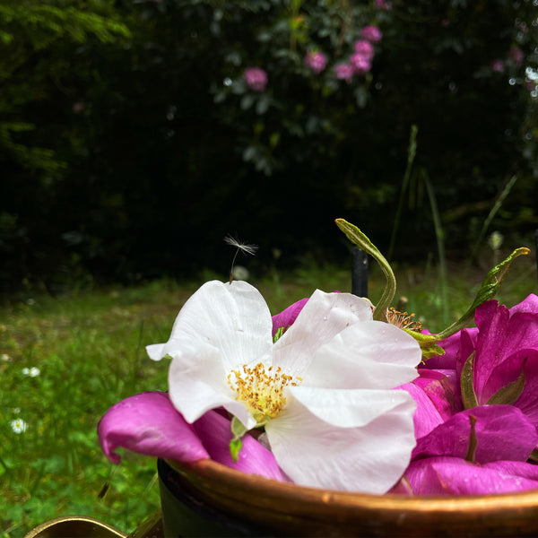 Enchantress: Rose + Neroli Hydrosol